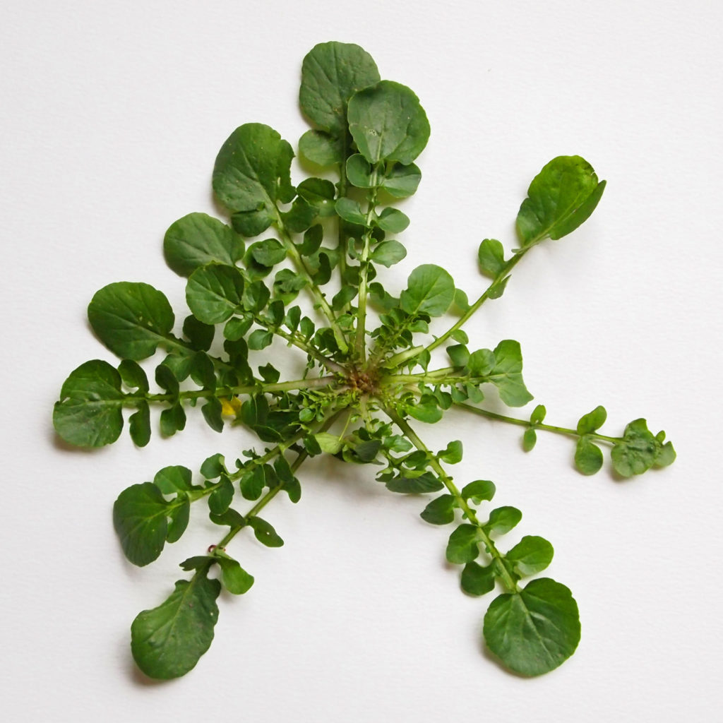 babarakruid (winterkers)