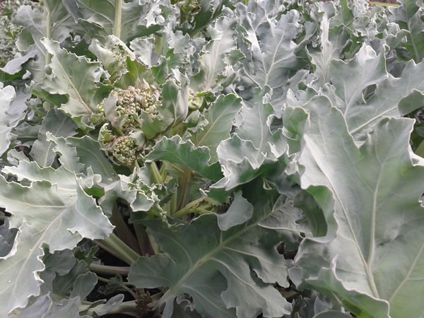 zeekool in Kew Gardens